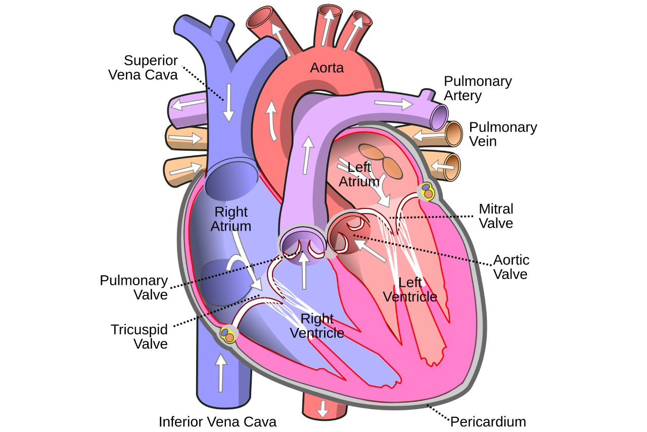 Diagram showing the different valves and chambers of the heart