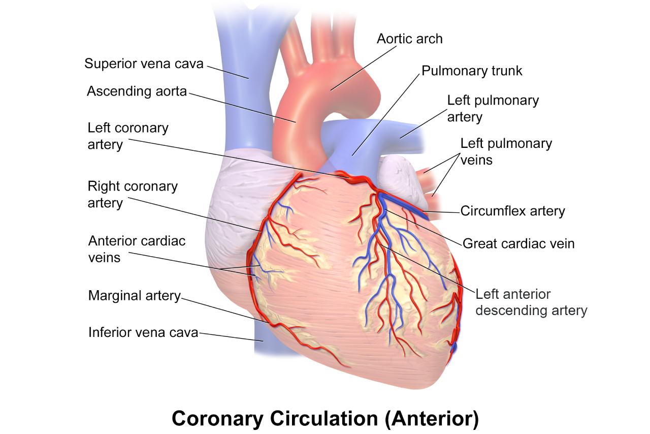 A diagram detailing the different arteries in the heart