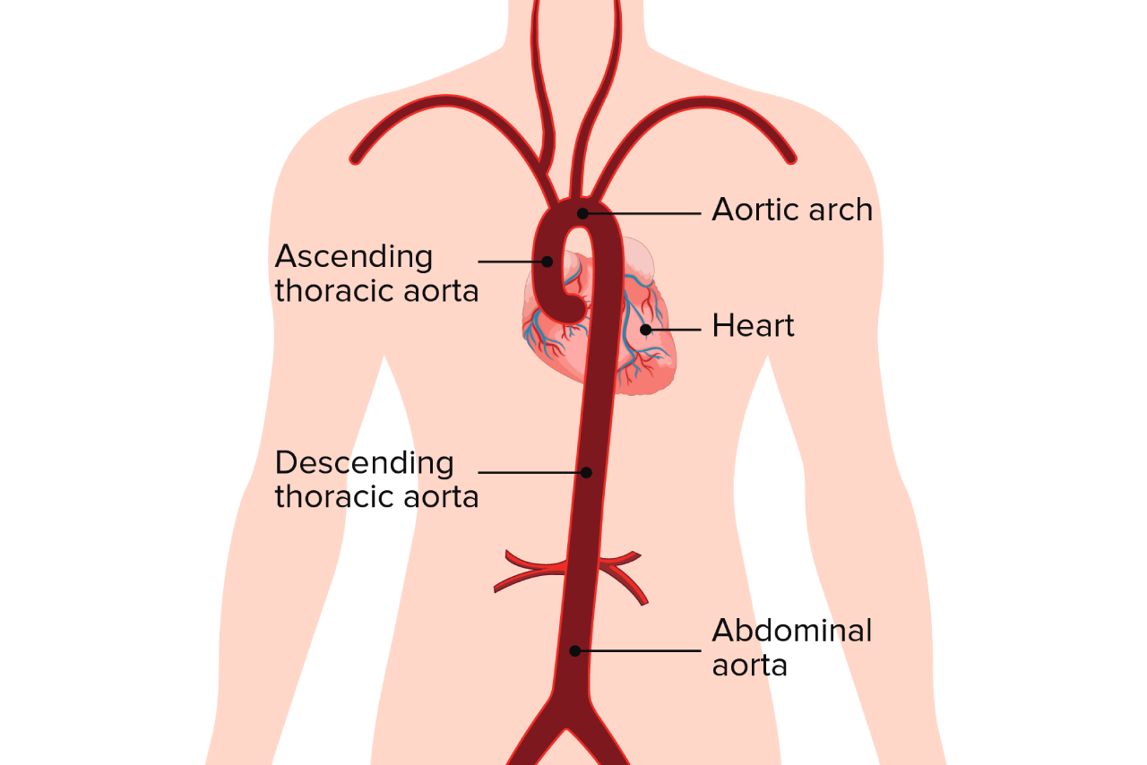 Diagram showing the shape and location of the aorta