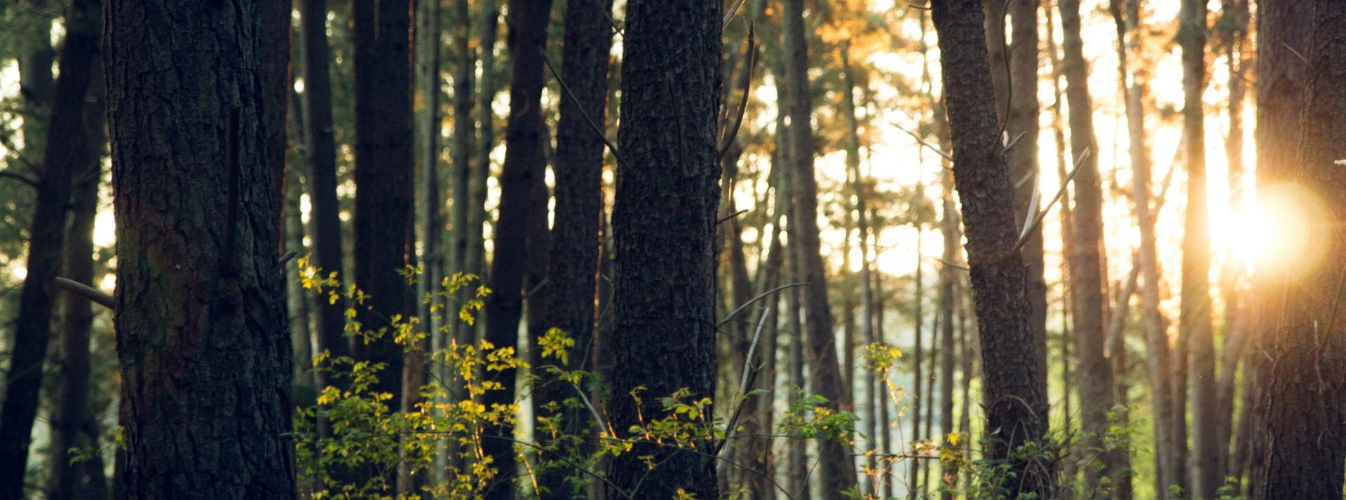 Trees in a rainforest with light shining through
